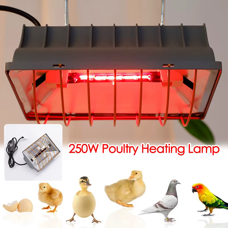 Lampe chauffante pour volaille 250W, température constante, pour Reptiles, poulailler, chauffage pou