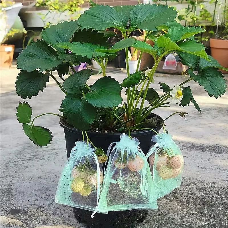 Sacs de Protection des fruits 50/100
