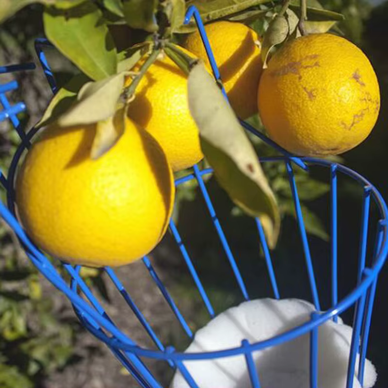 Machine de cueillette de fruits
