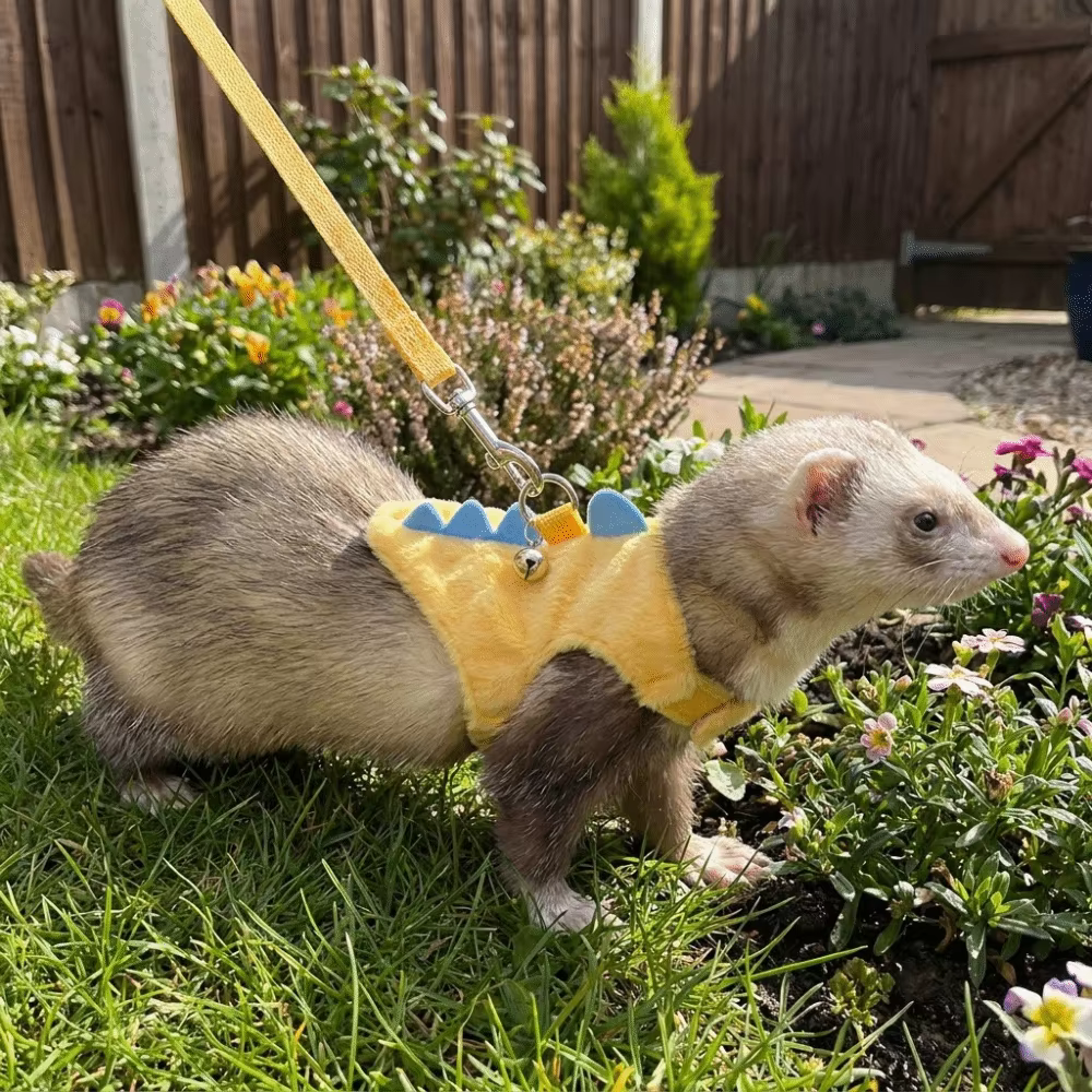 Harnais réglable pour furets en forme de dinosaure avec clochette, sangle de poitrine pour hamsters, laisse confortable anti-évasion pour animaux de compagnie, pour l'extérieur