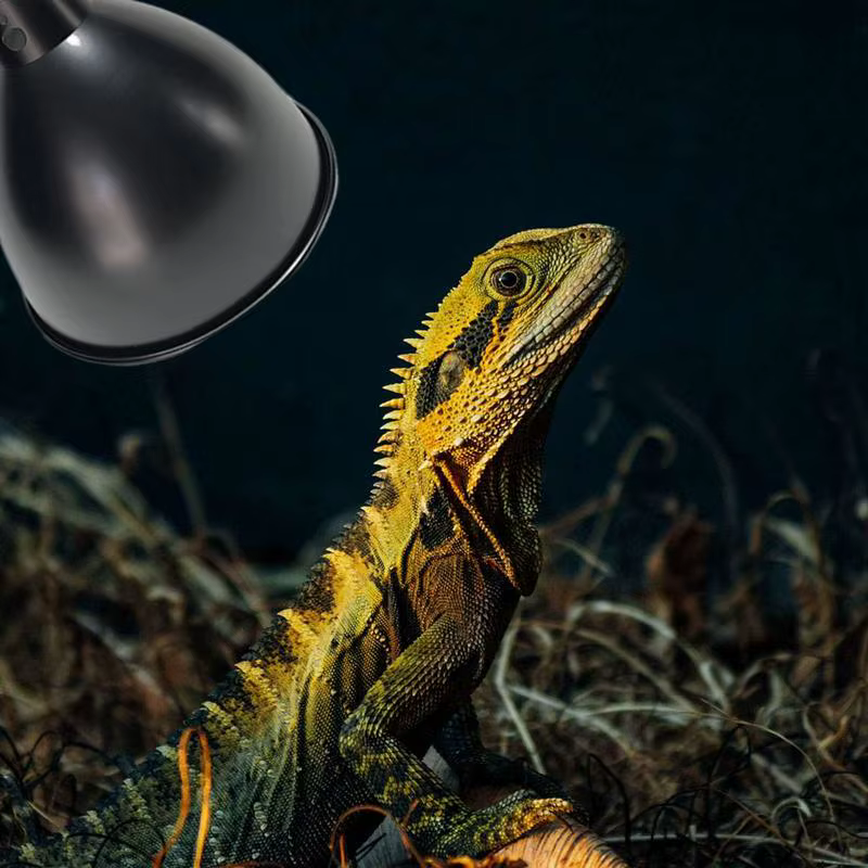 Lampe thermique pour reptiles à dôme profond, réflecteur de lumière UVB, abat-jour en dôme, système d'éclairage pour Terrarium avec réflexion optique