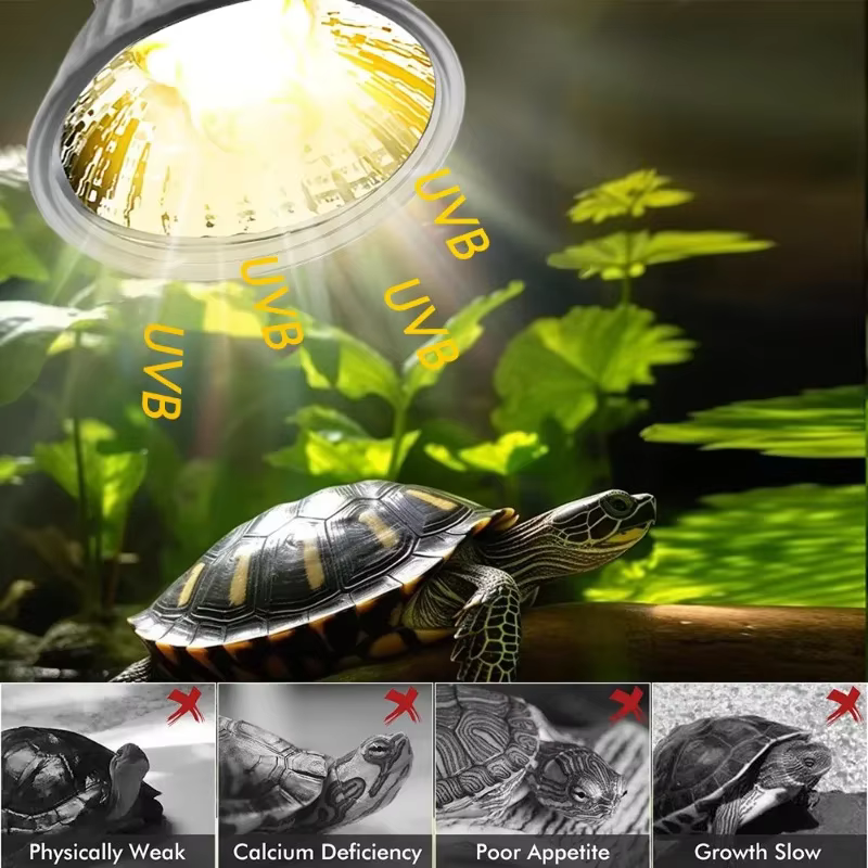 Ampoules UVA pour reptiles, lampe chauffante pour animaux de compagnie, lampe solaire complète pour amphibiens, tortue qui se prélasse, lampe chauffante UV, 25 W, 50 W, 75W