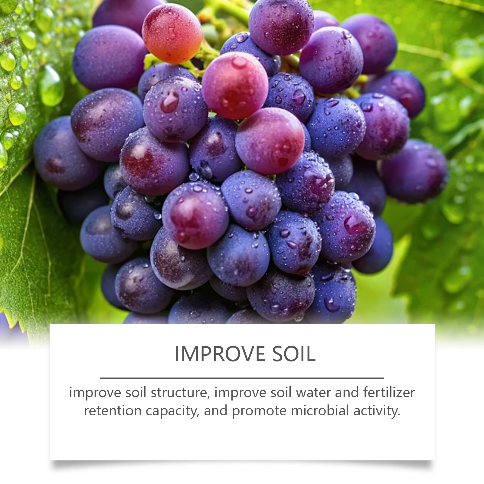 Solution nutritive pour tomates et fleurs, engrais pour fleurs de jardin, favorise la floraison, solution nutritive pour la plantation