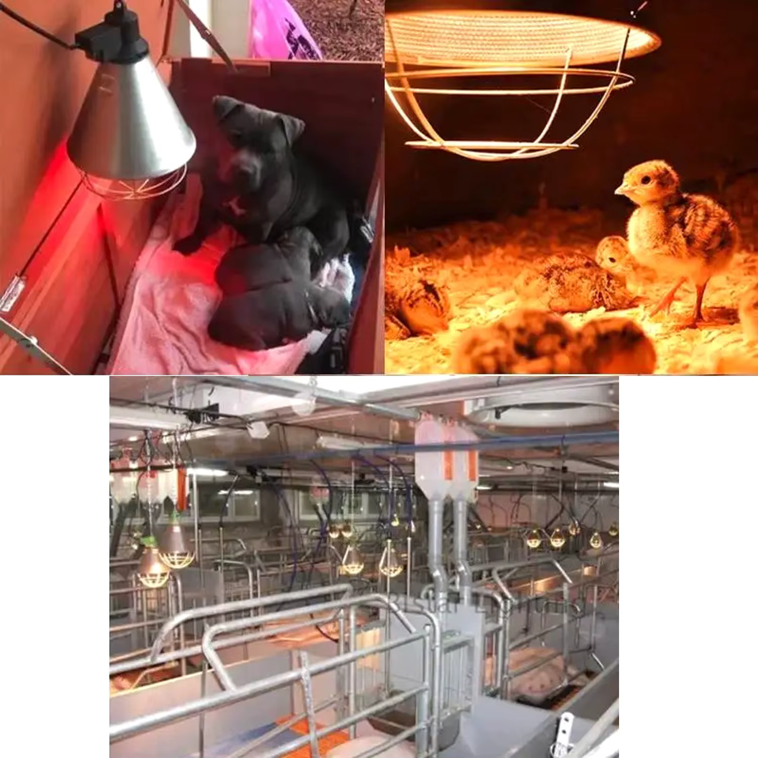 Équipement d'isolation thermique pour animaux de ferme, support de lampe thermique, abat-jour chauffant, couveuse, volaille, over, poussins, élevage